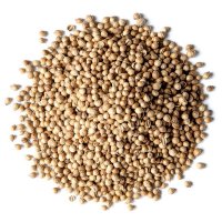 Coriander Seeds